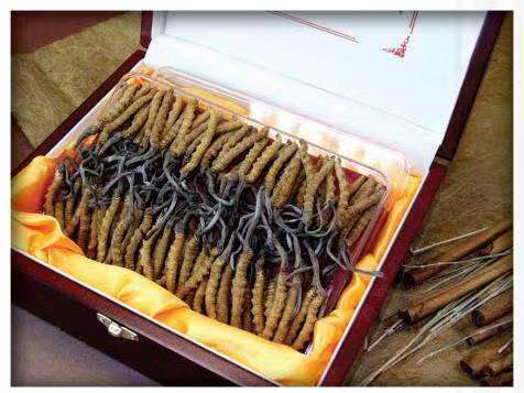 通道冬虫夏草回收